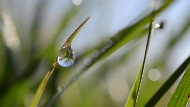 Herbe printanière verte fraîche avec gouttes de rosée — Video