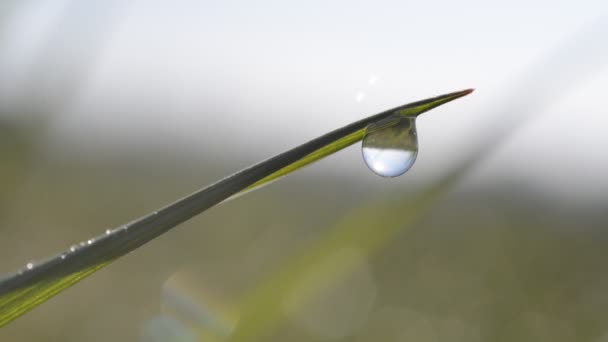 Hierba fresca de primavera verde con gotas de rocío — Vídeo de stock