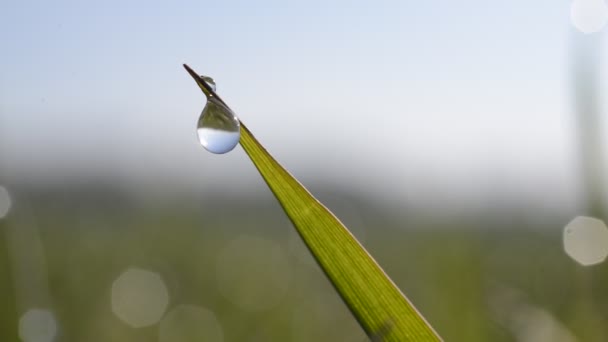 Verse groene lente gras met dauw druppels — Stockvideo