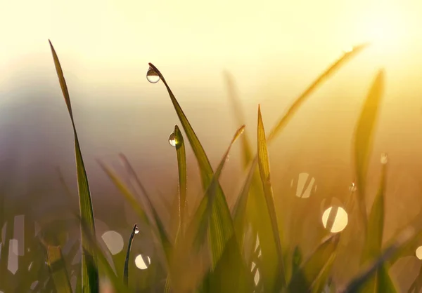 Grass with dew drops at sunrise. — Stock Photo, Image