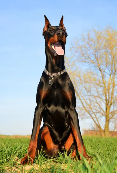 Hnědý Dobrman pes — Stock fotografie