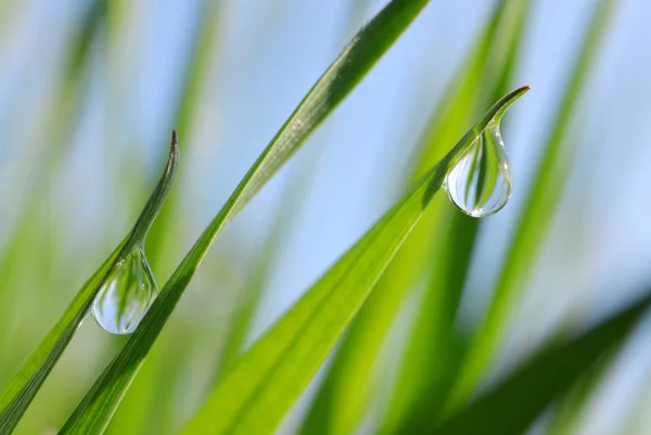 Herbe printanière verte fraîche avec gouttes de rosée — Photo