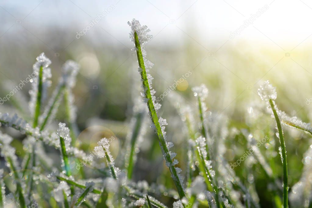 Ice crystals on green grass close up.