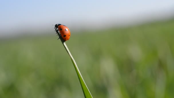 Ladybug on blade of grass. — Stock Video