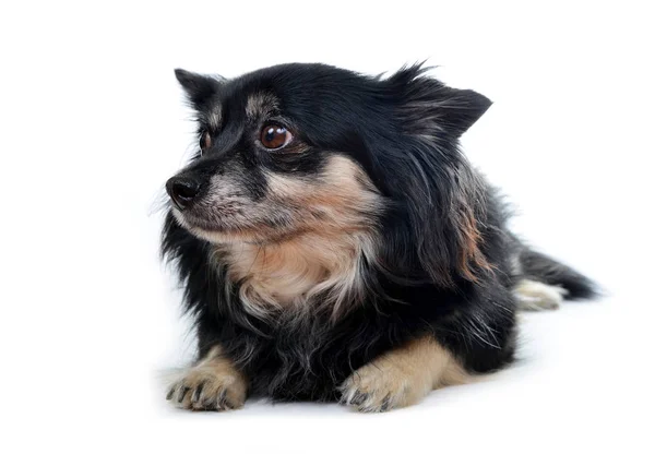 Pequeno cão Chihuahua . — Fotografia de Stock