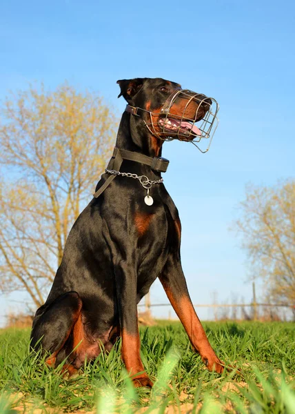 Brown doberman dog with muzzle. — Stock Photo, Image