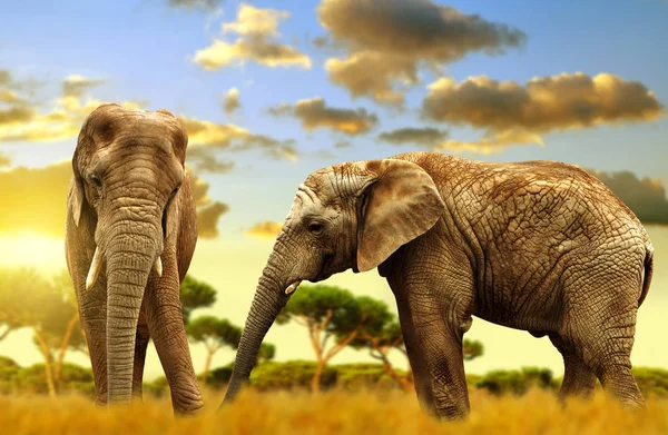 Elefantes na savana . — Fotografia de Stock