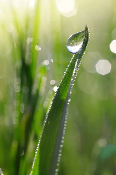 Hierba fresca de primavera verde con gotas de rocío . —  Fotos de Stock