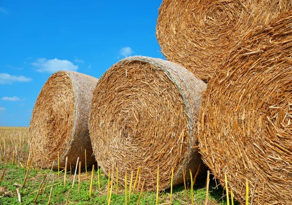 Straw bales on farmland. — Stock Photo, Image