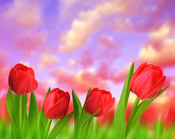 Red tulips with green leaves. Stock Photo