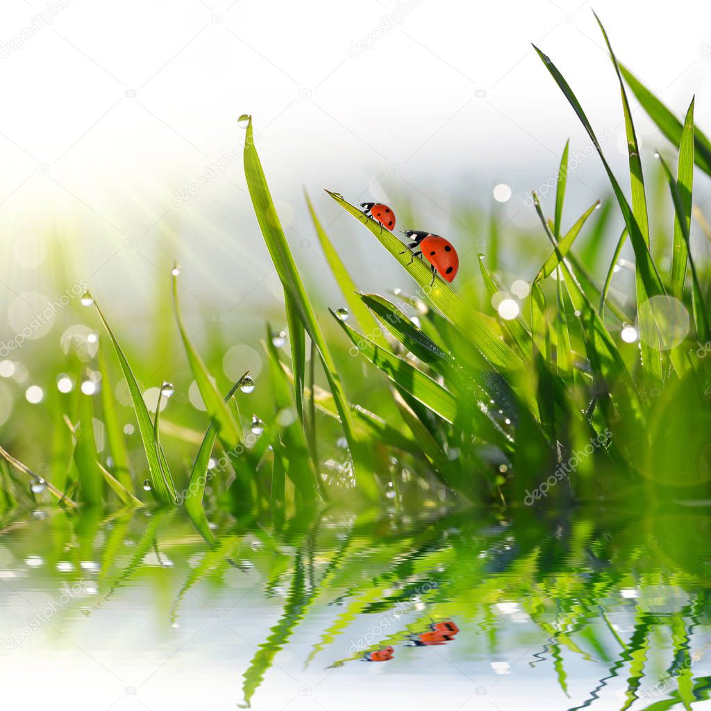 Drops of dew on blades of green grass and ladybugs.