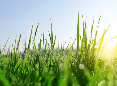 Taze yeşil bıçaklar çimen çiy ile damla