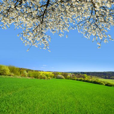 güneşli bir gün bahar peyzaj.