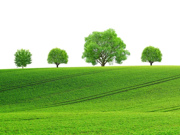 Lente landschap met glooiende veld en bomen — Stockfoto