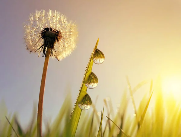 Kwiat mniszka i źdźbła trawy z kroplami rosy o wschodzie słońca. — Zdjęcie stockowe