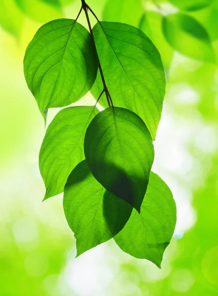 Foglie primaverili da vicino . — Foto Stock