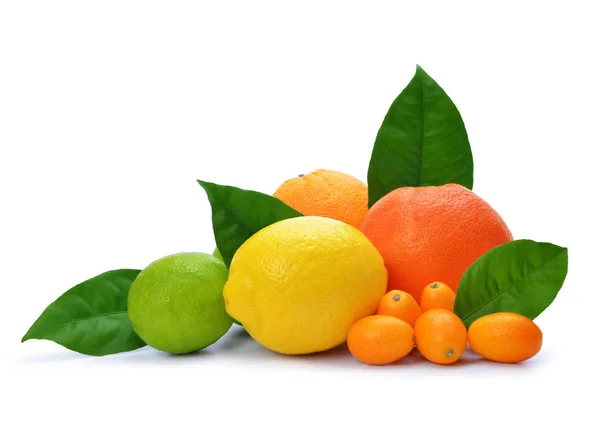 Citrusfrukter (apelsin, grapefrukt, citron, Lime, Kumquat) isolerade — Stockfoto