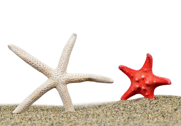Dos estrellas de mar en la arena — Foto de Stock