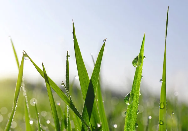 Herbe printanière verte fraîche avec gouttes de rosée — Photo