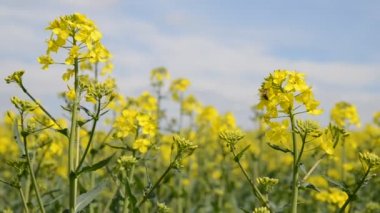 Çiçek açan kanola çiçekler yakın çekim.