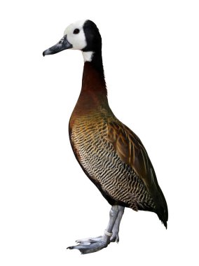 Beyaz Yüzlü Islık Ördeği (Dendrocygna viduata)