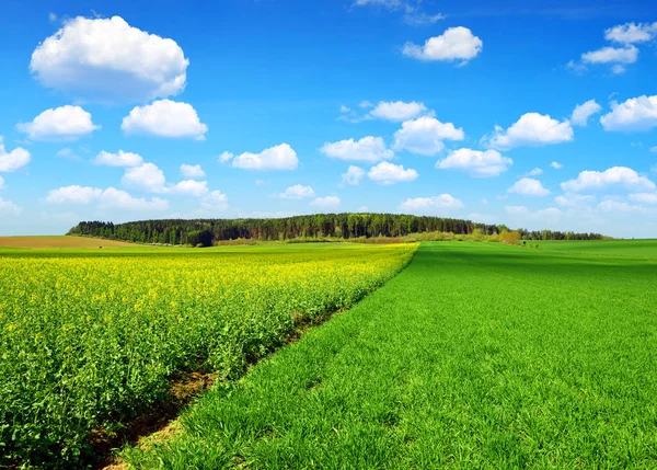 Jarní krajina s řepkovým polem — Stock fotografie