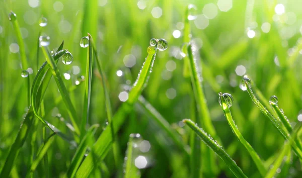 Färska gröna grässtrån med dagg droppar — Stockfoto