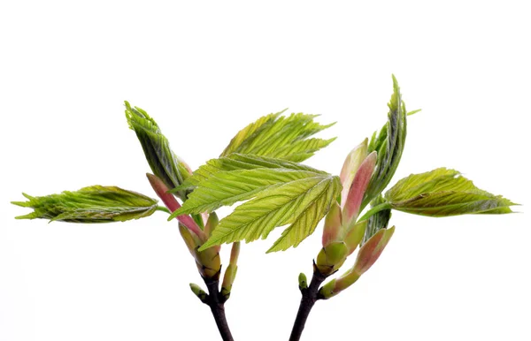 Весняна гілка кленового дерева з новим зеленим листям крупним планом . — стокове фото