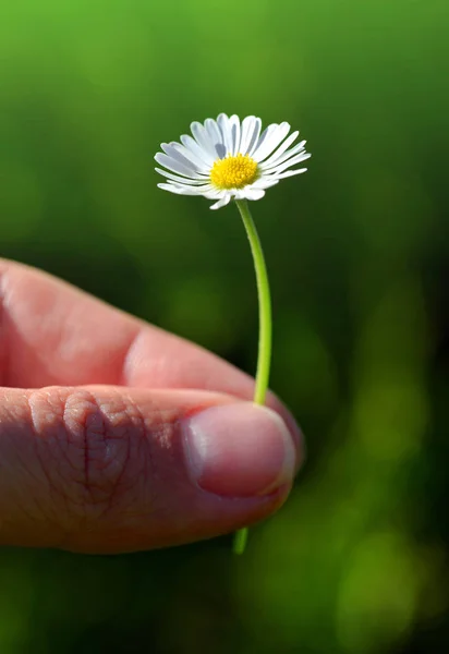 Los dedos sostienen una flor de margarita . — Foto de Stock