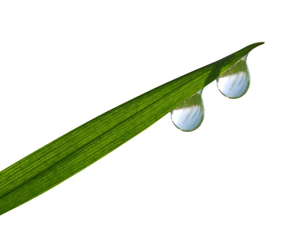 Hierba fresca de primavera verde con gotas de rocío . — Foto de Stock