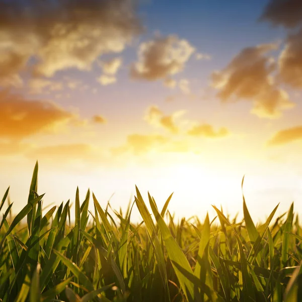 Trawa pszeniczna na polu podczas sunrise. — Zdjęcie stockowe