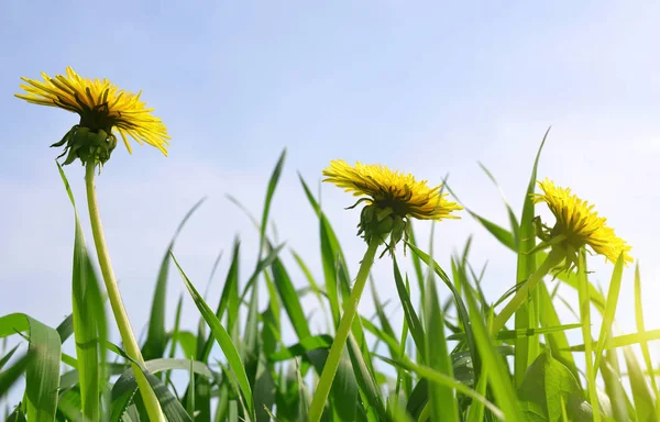 Blommande maskros blomma — Stockfoto