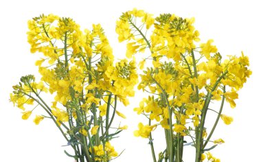 Çiçek in bir kolza tohumu