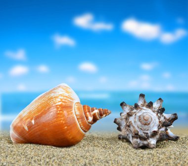 tropikal deniz kabukları.