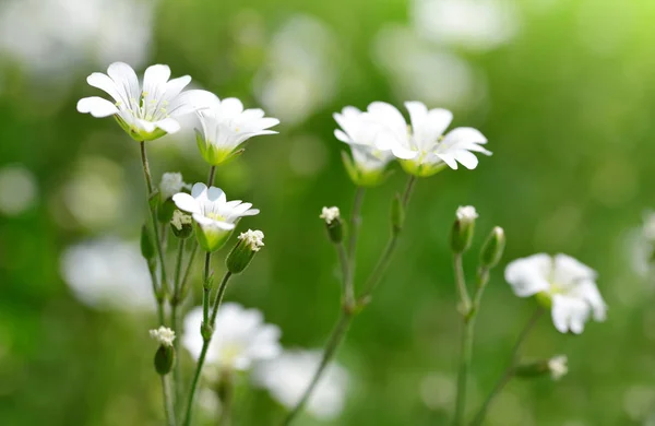 Małe, białe kwiaty Chickweed lub Rogownica polna. — Zdjęcie stockowe