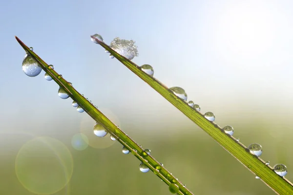 Gotas de rocío congeladas en una brizna de hierba verde . —  Fotos de Stock