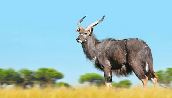 Mannelijke nyala antelope — Stockfoto