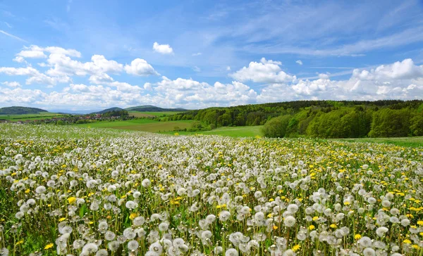 Paysage printanier avec des pissenlits en fleurs sur la prairie . — Photo