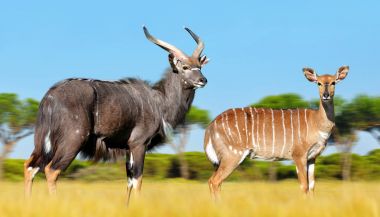 Male and female Nyala antelope. clipart