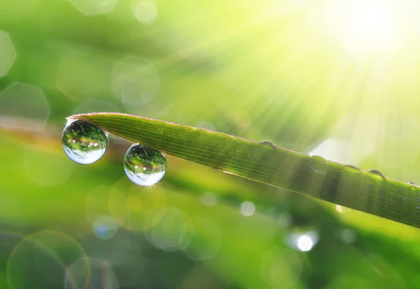 Hoja verde fresca de hierba con gotas de rocío . —  Fotos de Stock