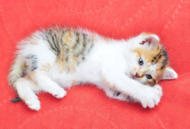 Küçük kedi yavrusu yalan.