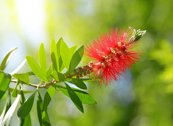Bottlebrush červený květ (domovině citrinus ) — Stock fotografie