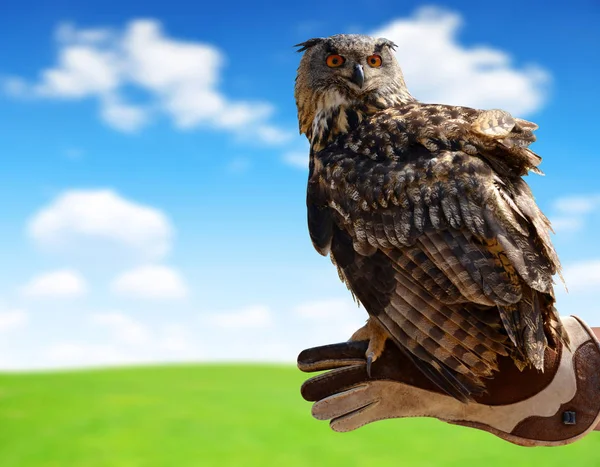 Eagle owl na straně sokolník. — Stock fotografie