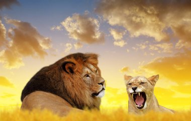 Aslan ve aslan gün batımında.