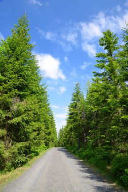 Ormanda yürüyüş parkuru..