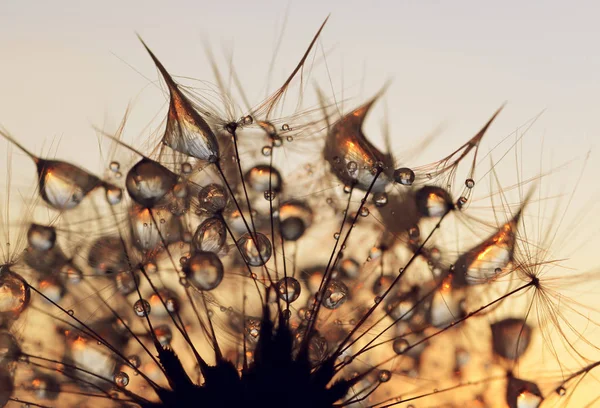 Tautropfen auf Löwenzahnsamen bei Sonnenaufgang. — Stockfoto