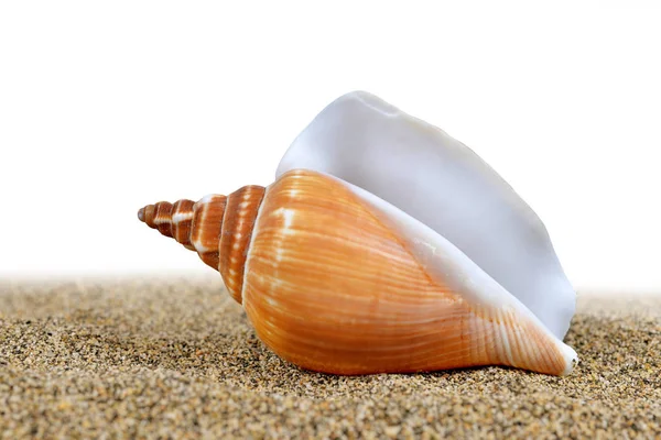 Concha do mar na areia. — Fotografia de Stock