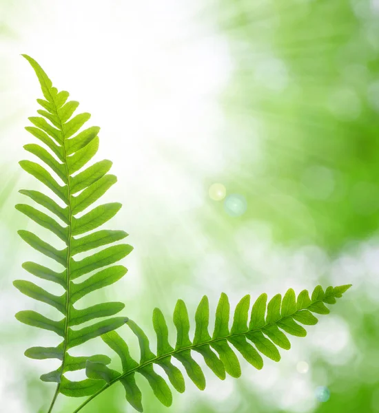Green fern leaves. — Stock Photo, Image