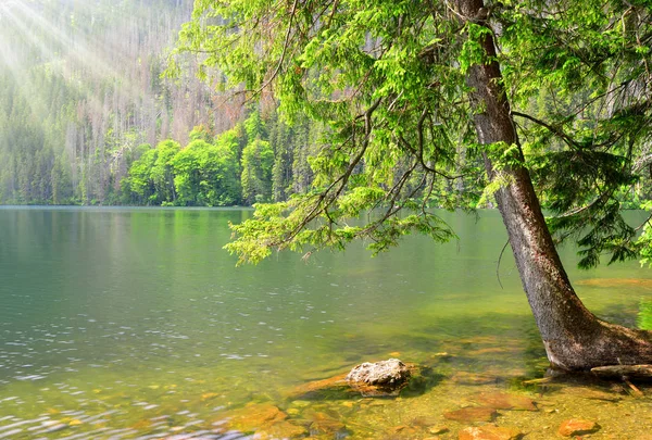 Zwarte lake in het nationaal park Sumava, Tsjechië. — Stockfoto