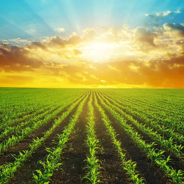 Zelená kukuřičné pole v západu slunce. — Stock fotografie